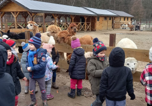 Zdjęcie 16 na 33