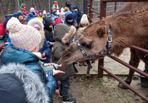 Zdjęcie 20 na 33