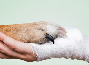 Dogoterapia