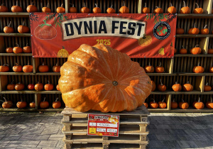 wielka dynia