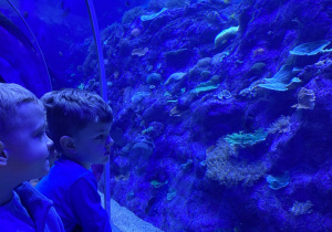 Zwiedzanie Orientarium