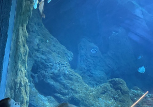 Zwiedzanie Orientarium