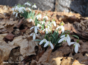 W poszukiwaniu wiosny w parkach