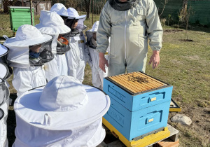 ogladanie pszczól