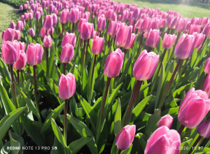 Z wizytą w Ogrodzie Botanicznym grupy I
