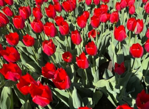 Ogród Botaniczny