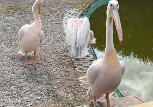 pelikany