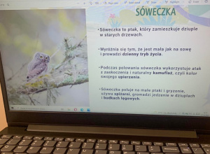 Program edukacyjny - gang swojaków